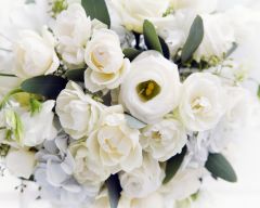 Tapeta Nature Flowers 247.jpg